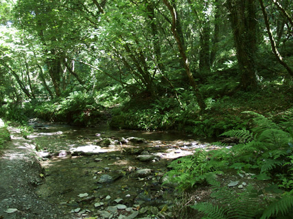 St Nectans Glen