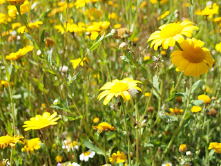 Lost gardens of Heligan, Cornwall