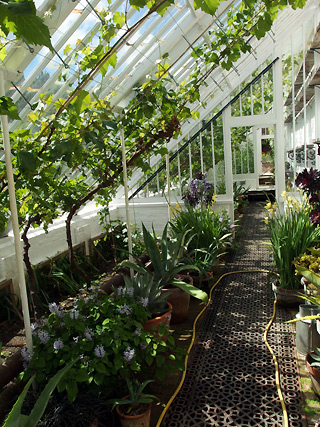 Lost gardens of Heligan, Cornwall