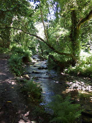 St Nectans Glen