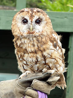 Uilen aaien in Screech Owl Sanctuary, Cornwall