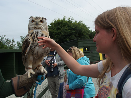 Uilen aaien in Screech Owl Sanctuary, Cornwall