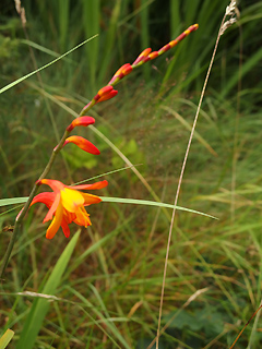 Connemara NP