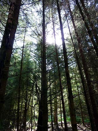 het Queen Elizabeth Forest Park bij Aberfoyle