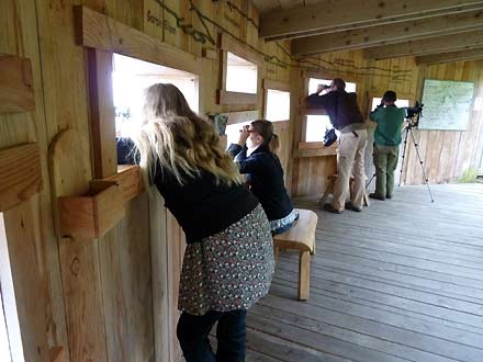 in de wildlife hide (kijkhut) bij Loch Sunart