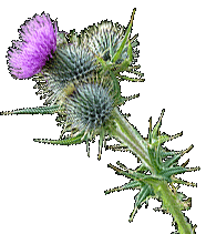 schotse distel