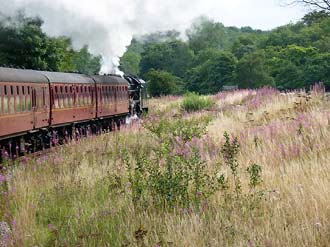 hondje, met de stoomtrein, de NYMR, door Yorkshire