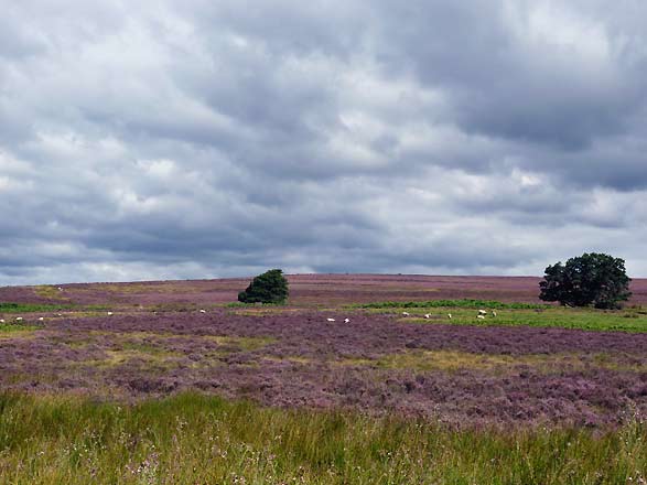 op de North York Moors