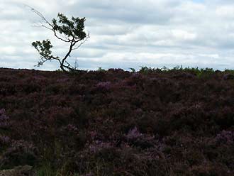 op de North York Moors