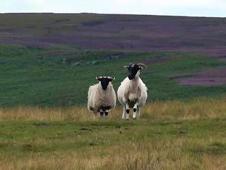 wandeling op de North York Moors