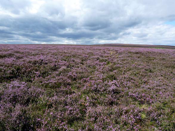 de North York Moors in volle glorie