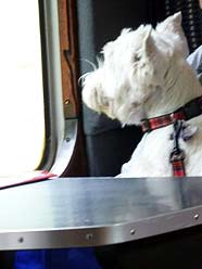 hondje, met de stoomtrein, de NYMR, door Yorkshire